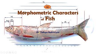 44 Morphometric Characters of Fish How to measure FishMeasuring Fish for Taxonomy [upl. by Hanas]