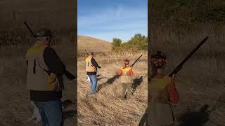 Birds moving pheasanthunting pointer pheasants hunting huntingdog birdhunt birddog gsp [upl. by Dulcea]