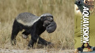 Devoted Mother Honey Badger Carries Cub to New Den 🦡🐾 [upl. by Buller465]