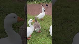 The Pilgrim Geese Female Campbelltown Australia [upl. by Greenfield]