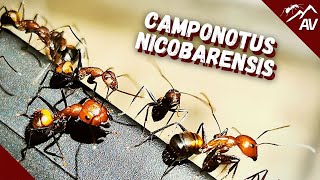 Camponotus Nicobarensis  Why YOU should try keeping Exotic Ants [upl. by Hesoj]