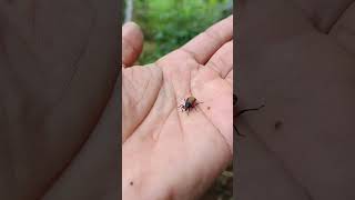 What happens if an assassin bug bites you🐞 scary arthropods wildlife shorts viralvideo [upl. by Budge]