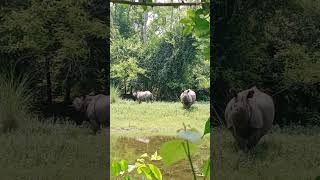 Chitwan national park♥️ [upl. by Gordie]