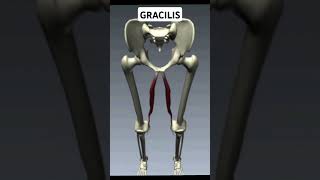 Write Gracilis Muscle Action [upl. by Ainud]