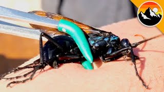 Largest Wasp in the USA Stings Me [upl. by Jud501]