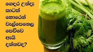 Welpenela Benefits  ගෙදර උන්දැ කාටත් හොරෙන් වැල්පෙනෙල පෙව්වෙ ඇයි දන්නවද [upl. by Wootan855]