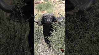 Buffalo in the thick bush Kalahari [upl. by Nguyen]