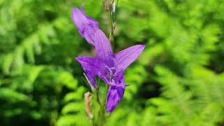 Campanula rapunculus Rampion [upl. by Assilav]