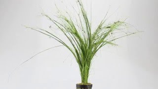 Eleocharis vivipara umbrella hairgrass  Aqua Essentials [upl. by Acul436]