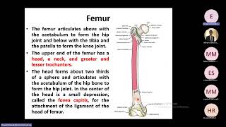 Anterior compartment of the thigh part 1 fascia muscles femoral triangle femoral sheath [upl. by Balbur]