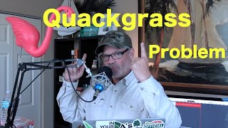 How to Get Rid of Quackgrass  Ways to control Quackgrass in the Lawn [upl. by Cordeelia]