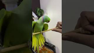 Ringneck Talking parrot 🥇 [upl. by Laise708]