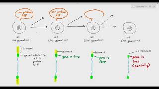 56 Telomeres and its importance Cambridge AS amp A Level Biology 9700 [upl. by Jac173]