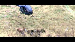 HeliOps Herding wild horses by helicopter [upl. by Nomolos]