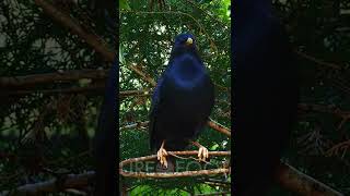 Rare Bowerbird Building Nest To Attract Females [upl. by Amethist]