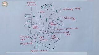 How to Draw Human Heart  Heart Diagram  Structure of Heart in Very Simple  Draw Heart Diagram [upl. by Yt840]