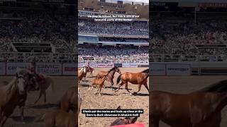 Up close in the Rodeo Calgary Stampede [upl. by Ajup]