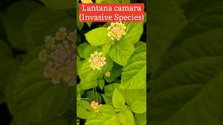 Lantana camara biologywalesir lantana camara verbenaceae family invasivespecies plants [upl. by Cykana742]