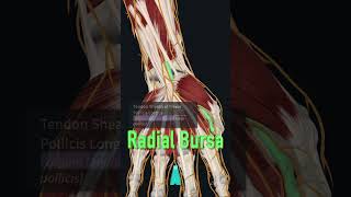 Radial Bursa infection [upl. by Maggs]