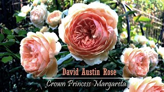 Crown Princess Margareta  Amazing English Climbing Rose by David Austin 2023 blooms [upl. by Naaitsirhc401]