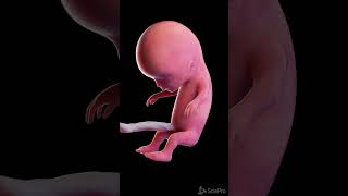 Development of a human fetus in 3d anatomy meded pregnancy [upl. by Ynaitirb]