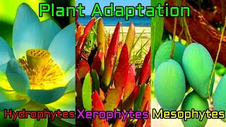 Plant Adaptation Types  Hydrophytic mesophytic  Xerophytic adaptation and their features [upl. by Rehpotsirahc]