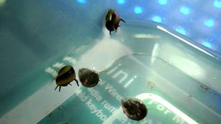 Horned Nerite Snails quotwalkingquot beneath the water surface [upl. by Euqirrne15]