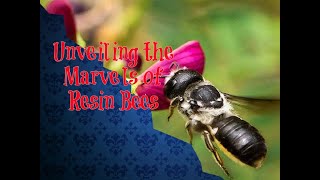 Unveiling the Marvels of Resin Bees bees animal insects [upl. by Eiclek]