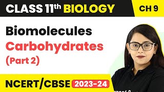 Carbohydrates Class 11 Biology  Biomolecules Carbohydrates  Class 11 Biology Part 2 [upl. by Yllen304]