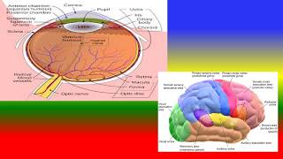 What is sensory threshold [upl. by Vladamar281]