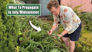 6 Plants You Can Propagate Now In Mid Summer amp How To Take Those Cuttings [upl. by Notkcorb356]