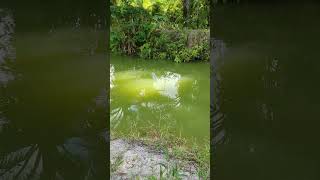 ASTAGFIRULLAH PENAMPAKAN 1500 EKOR biawak mancing fishing buayaliar buaya mancingmania [upl. by Aloysius917]