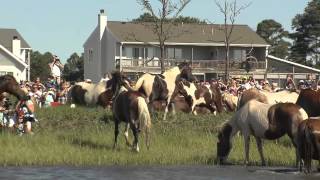 The Chincoteague Pony Swim 2012 [upl. by Kcirdlek656]