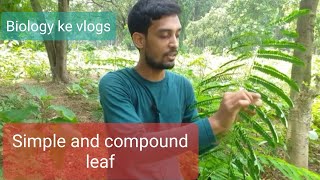 Biology ke vlogs  SIMPLE AND COMPOUND LEAF [upl. by Rosie242]