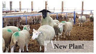 Breeding Ewes In Season BACK TO BASICS Vlog 101 [upl. by Lamarre]