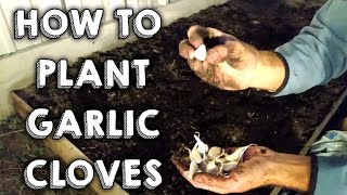 How to plant garlic cloves  gardening [upl. by Armelda680]