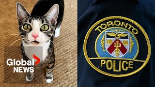 Toronto teen arrested for torturing killing animals in Riverdale neighbourhood police [upl. by Durr]