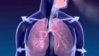 Anatomia del aparato respiratorio english [upl. by Ecyrb]