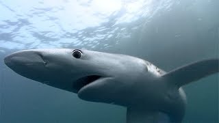 Blue amp Mako Shark Cage amp Wreck Diving Montauk NY w Sea Turtle Dive Charters [upl. by Merill]