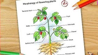 Morphology of Flowering plants drawing  easy  parts of flowring plants labelled diagram CBSE [upl. by Dareece]