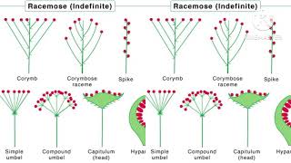 inflorescence Racemose amp cymose inflorescence [upl. by Nahtnhoj]