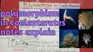 polymorphism in coelenterata or hydrozoa  notes explain [upl. by Oidiple]