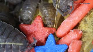 Isopods Eat Patriotic Sprinkles [upl. by Alo]