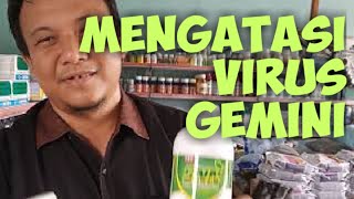 Mengatasi Serangan Virus Gemini Pada Cabai dan Pare [upl. by Aibar]