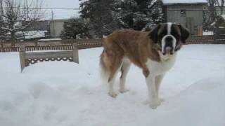 SaintBernard  Tout le Kong est triste [upl. by Stover]