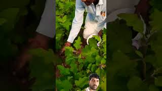 baingan ki fasal mein Khad dalnabrinjal farming work farming nature food farmer [upl. by Durstin]