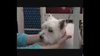 Le toilettage canin  6 West Highland White Terrier [upl. by Hardi]