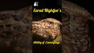 Earad Nightjars Camouflage seamlessly with woods stones pukhtanaRelaxingworldsurvivingvlogsbirds [upl. by Clerissa]