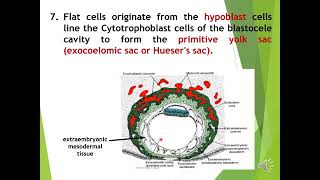 5th lec Bilaminar amp Trilaminar germ [upl. by Ruvolo]