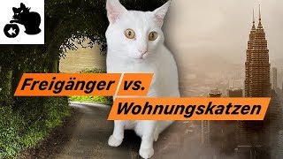 🔥Freigänger Katze vs Wohnungskatzen  Katzenhaltung Vorteile  Nachteile [upl. by Euqinamod]